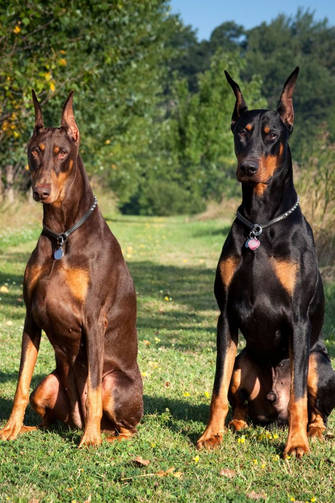 The Top Guard Dog Breeds: Find the Perfect Protector for Your Family