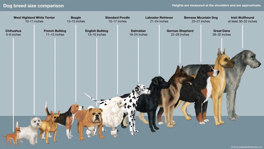 The Art of Breeding: Unveiling the Fascinating Process behind Creating Dog Breeds