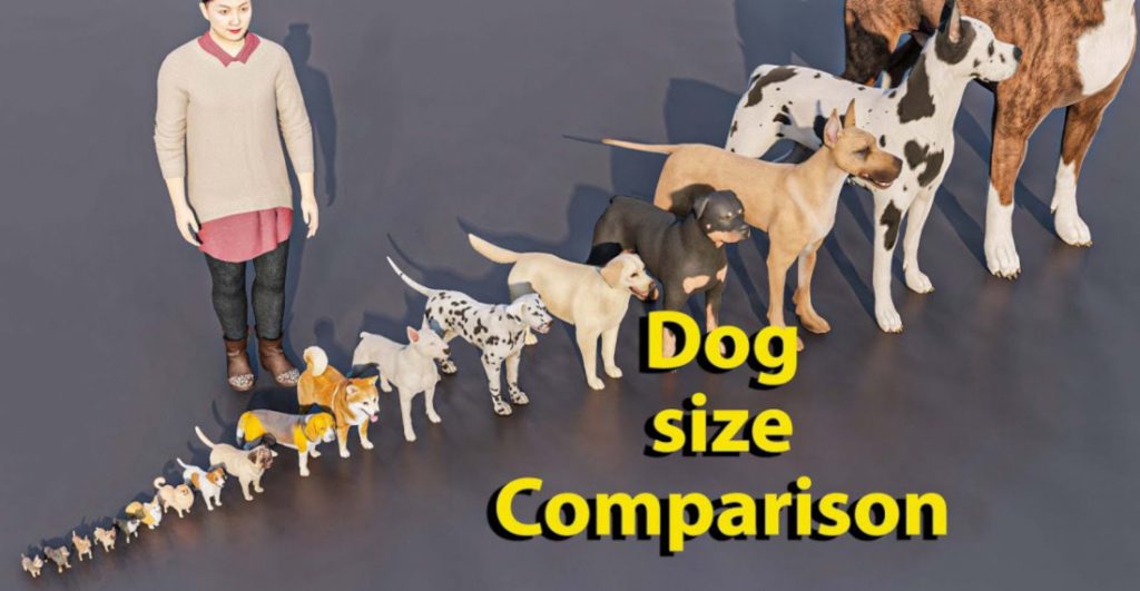 Comparing Dog Breed Sizes: Finding the Perfect Fit for Your Family