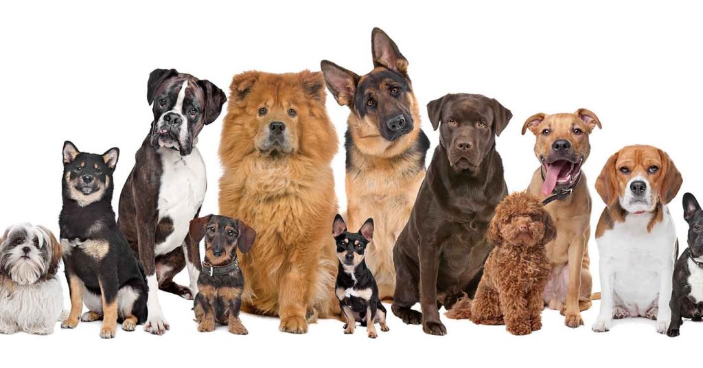 The Top 10 Dog Breeds: Finding Your Perfect Furry Companion