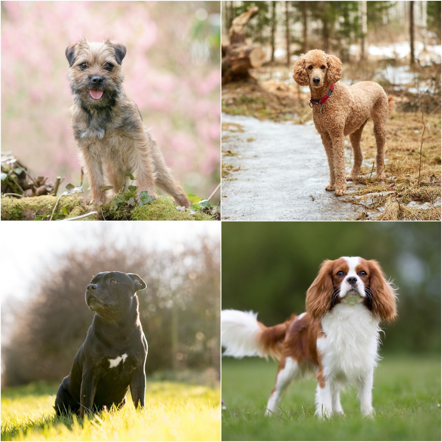 Choosing the Perfect Dog Breed for Your Home: A Guide to Finding the Right Fit