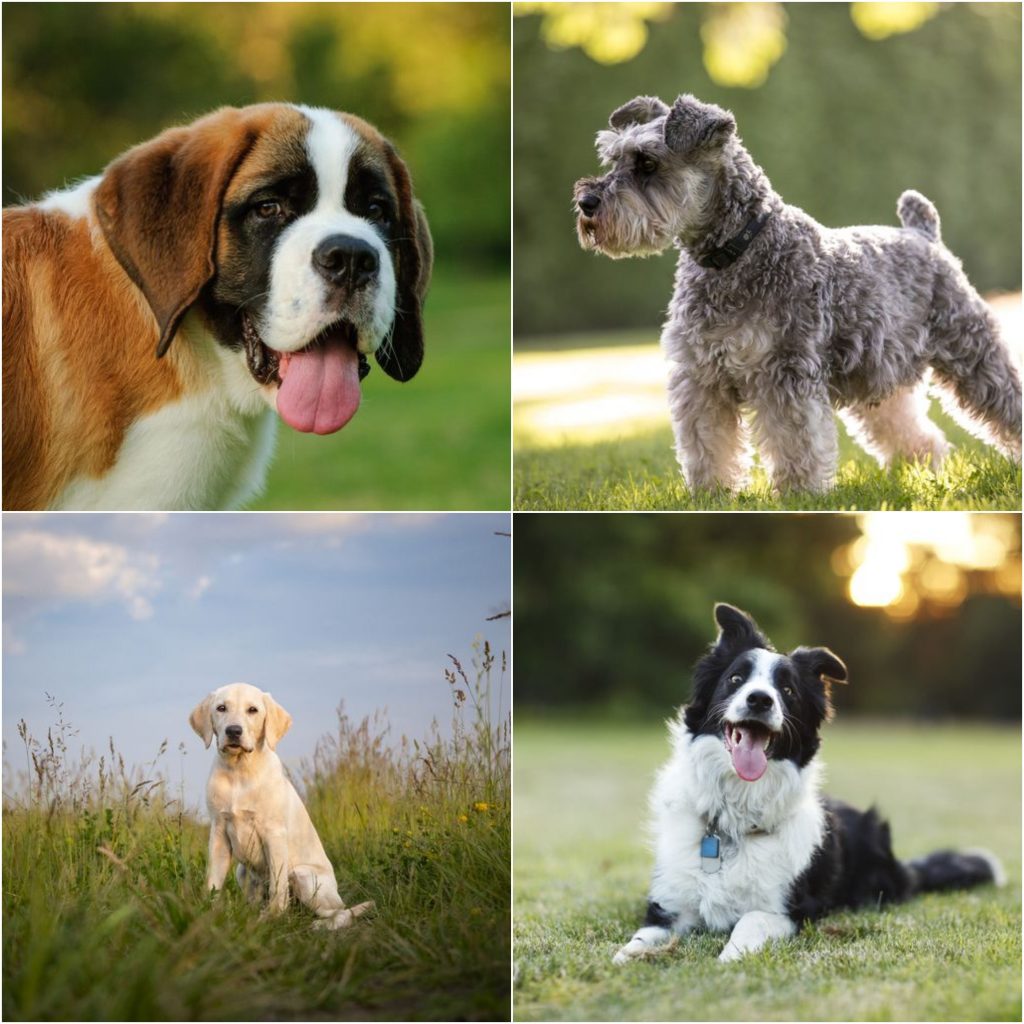 The Perfect Companion: Exploring the Ideal Dog Breeds for Autistic Children