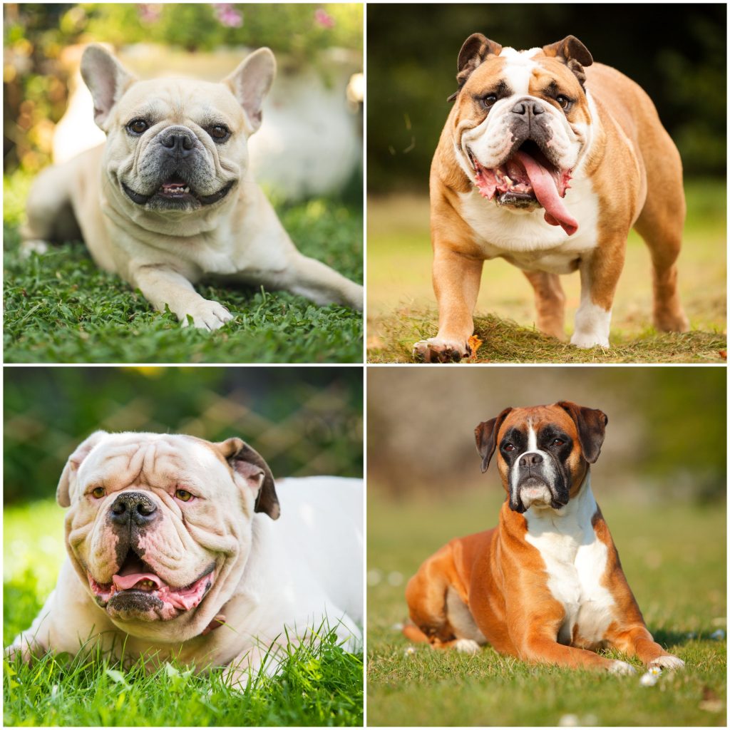 Which Dog Breeds Require the Least Maintenance and Health Care?