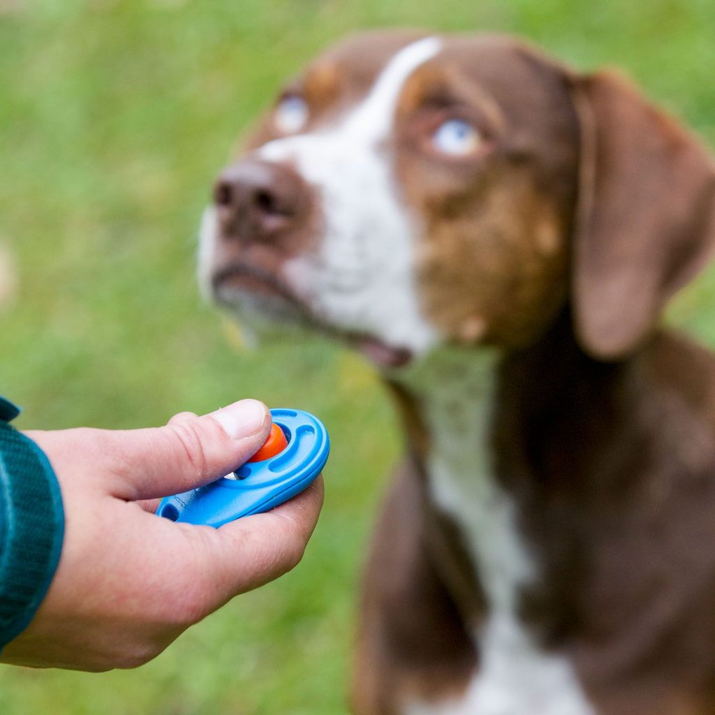 The Essential Tool for Effective Dog Training: Understanding the Purpose of a Clicker