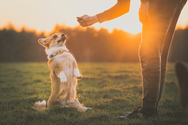 Why Dogs Enjoy Performing Tricks: Unveiling Their Natural Playfulness and Bonding Abilities