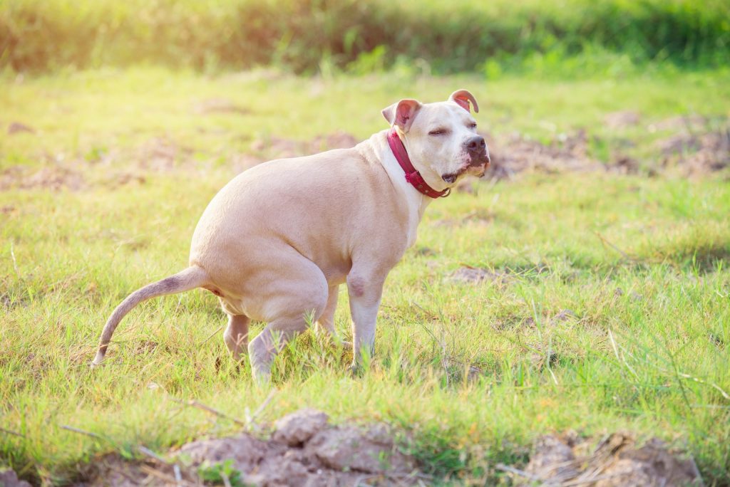 What Happens When Your Dog Doesn't Poop for 3 Days: Understanding the Potential Risks and Solutions