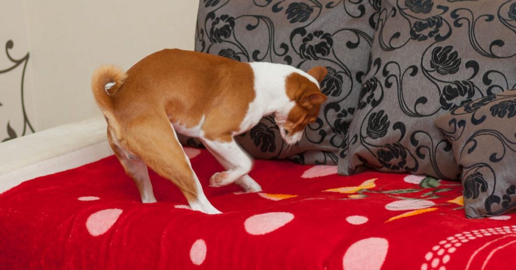 Why Do Dogs Arrange Their Bed: A Fascinating Insight into Canine Behaviors