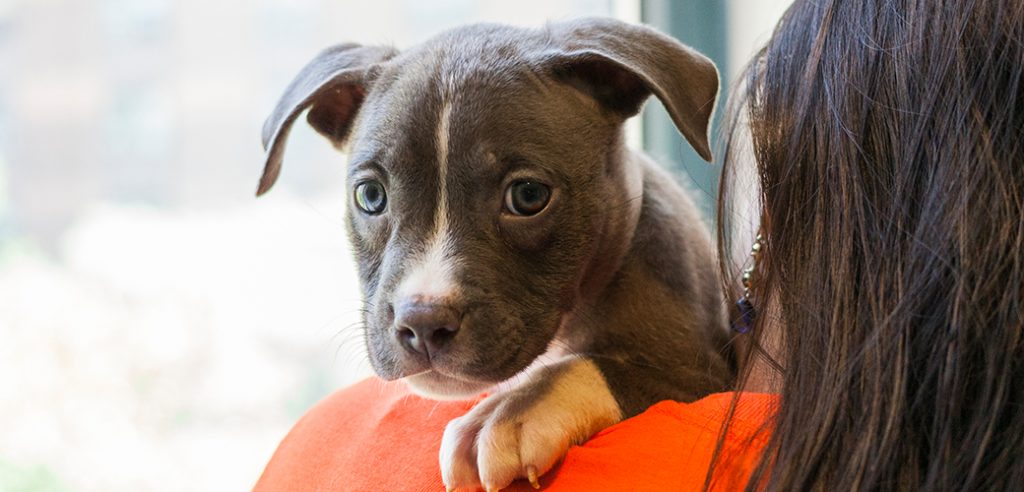 The Advantages and Disadvantages of Implementing Breed-Specific Bans on Dogs