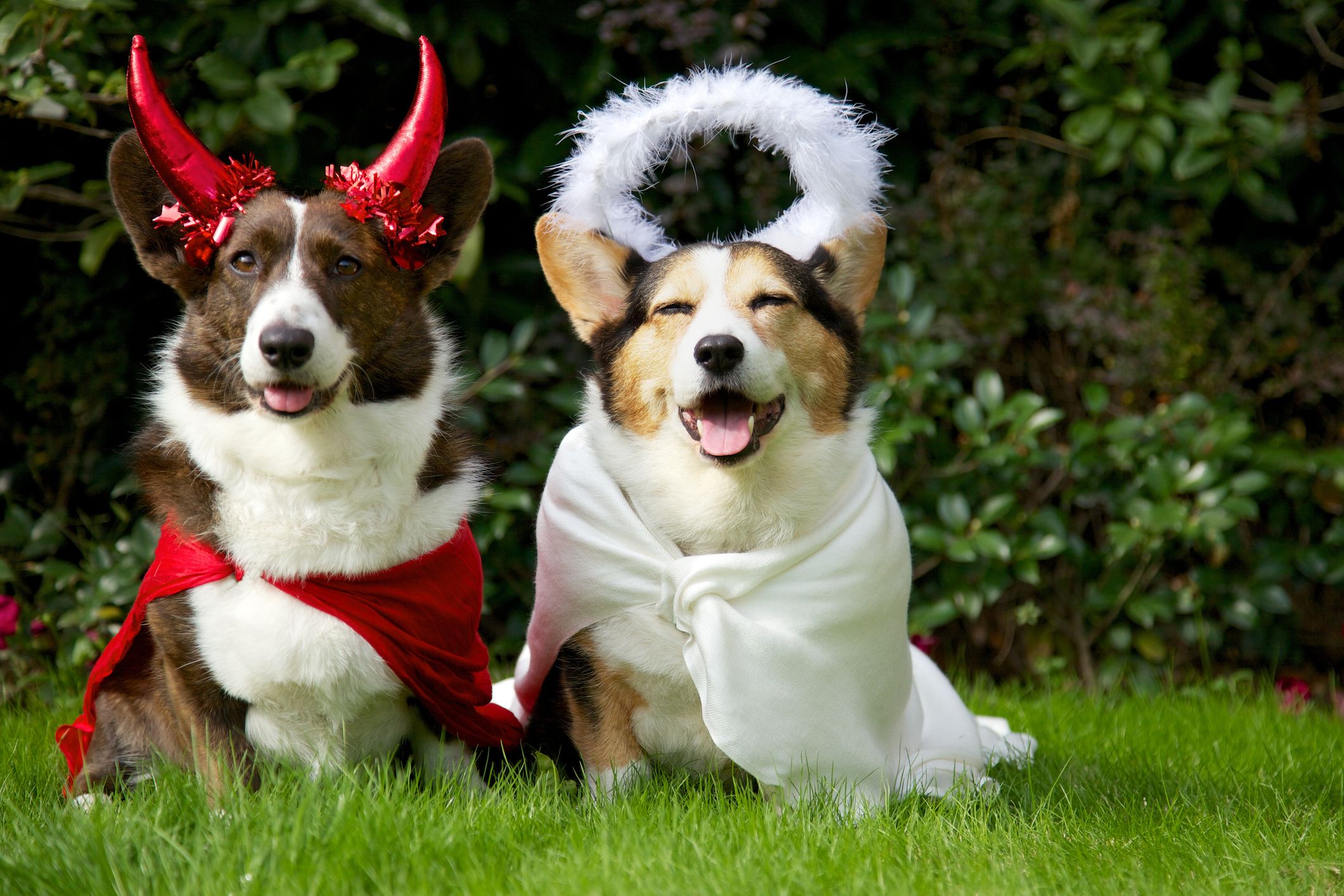 Creative and Spooky Dog Halloween Costume Ideas to Make Your Furry Friend Stand Out