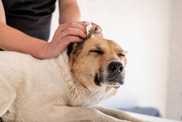 Effective Remedies for Soothing and Treating Dog Ear Infections Naturally