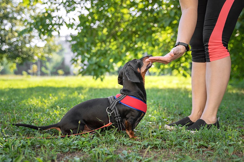 The Path to Becoming a Skilled Dog Trainer: A Step-by-Step Guide