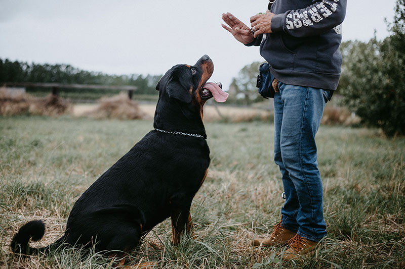 Why Dog Obedience Training is Essential for a Well-Behaved Pet