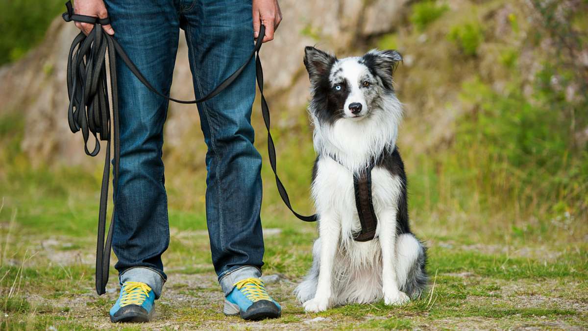 Effective Techniques for Dog Training: Building a Strong Bond with Your Canine Companion