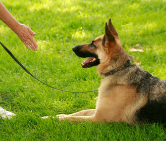 Understanding the Range of Commands Dogs Can Learn: ing Their Potential and Enhancing Communication