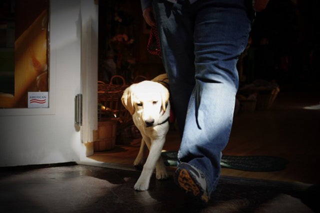 Decoding the Challenge: Is Dog Training Difficult for First-Time Owners?