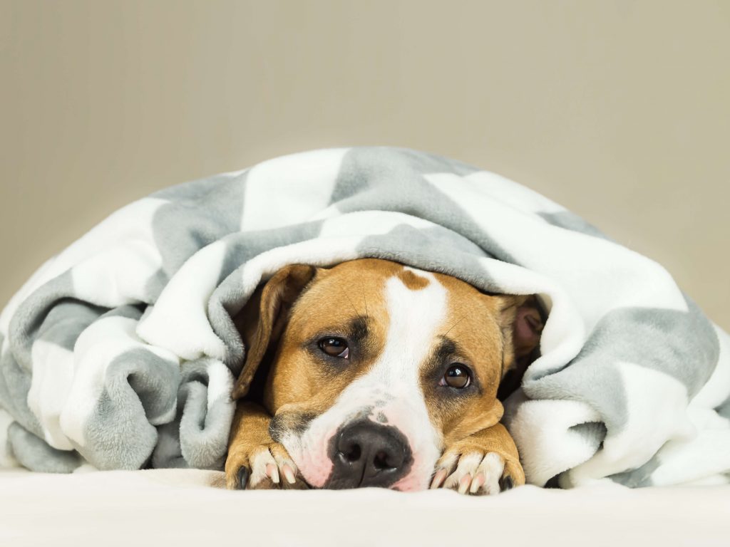 How to Soothe Your Dog's Upset Stomach Naturally