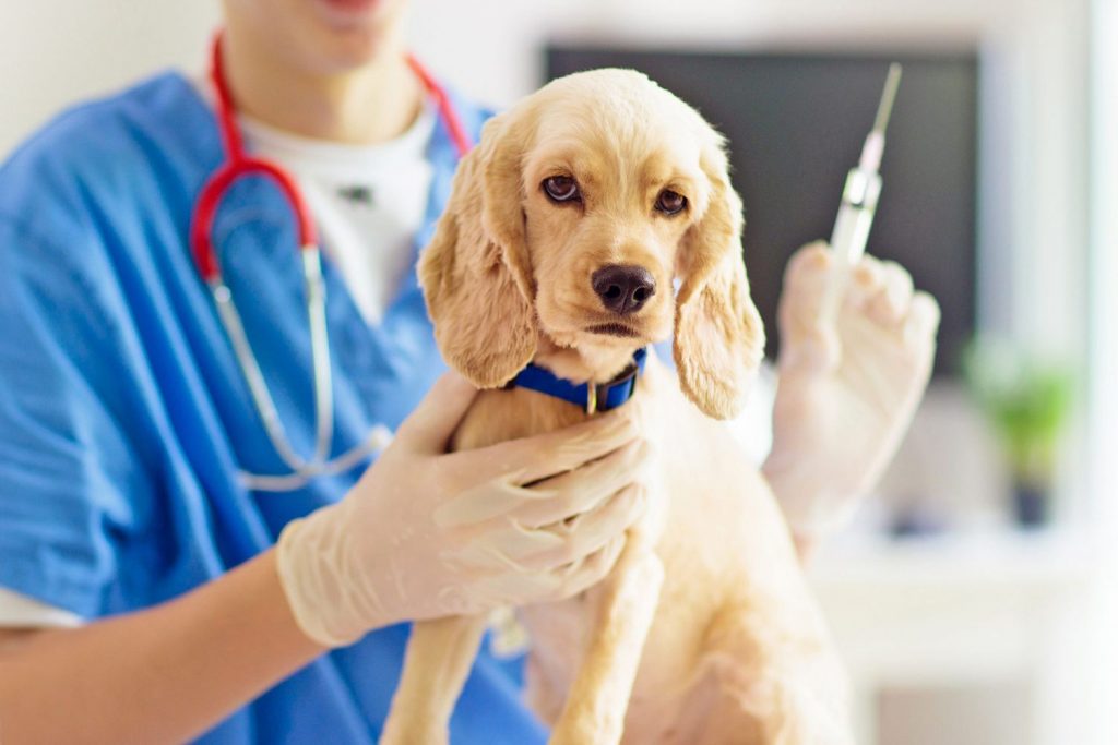 The Cost of Dog Vaccinations: A Comprehensive Guide to Keeping Your Pup Healthy