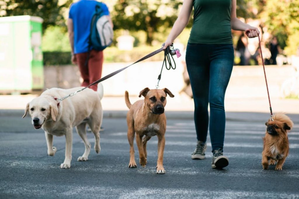 How to Properly Tip Dog Walkers: A Guide to Showing Appreciation for Their Services