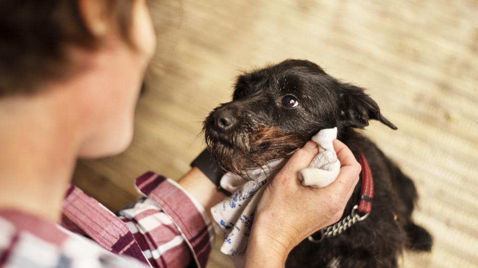 What is the Expense of Having a Dog Professionally Bathed?