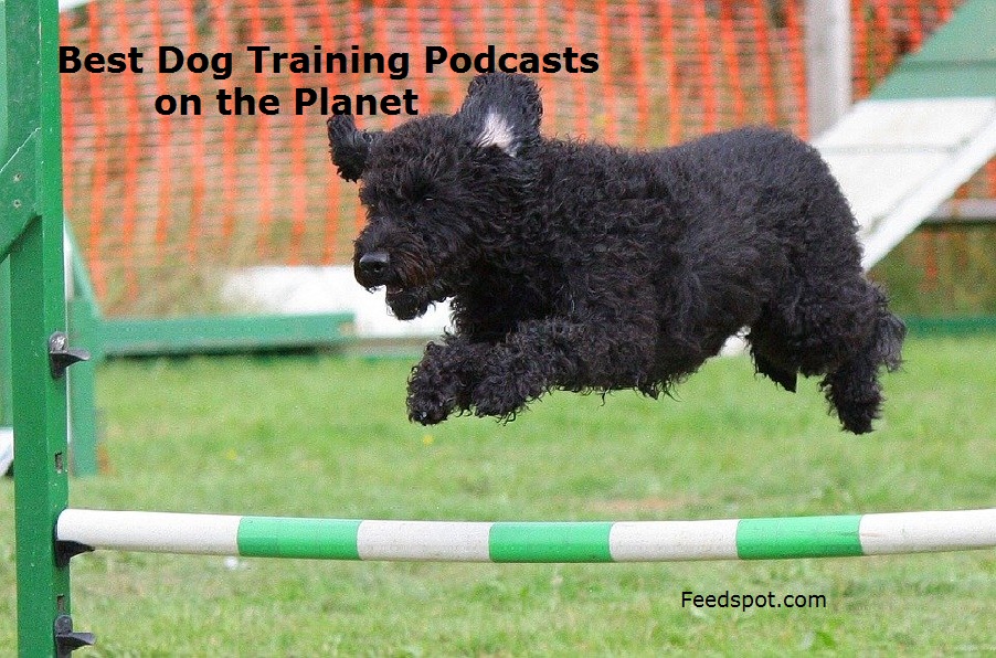 The Top Dog Training Podcasts for Effective Training Techniques