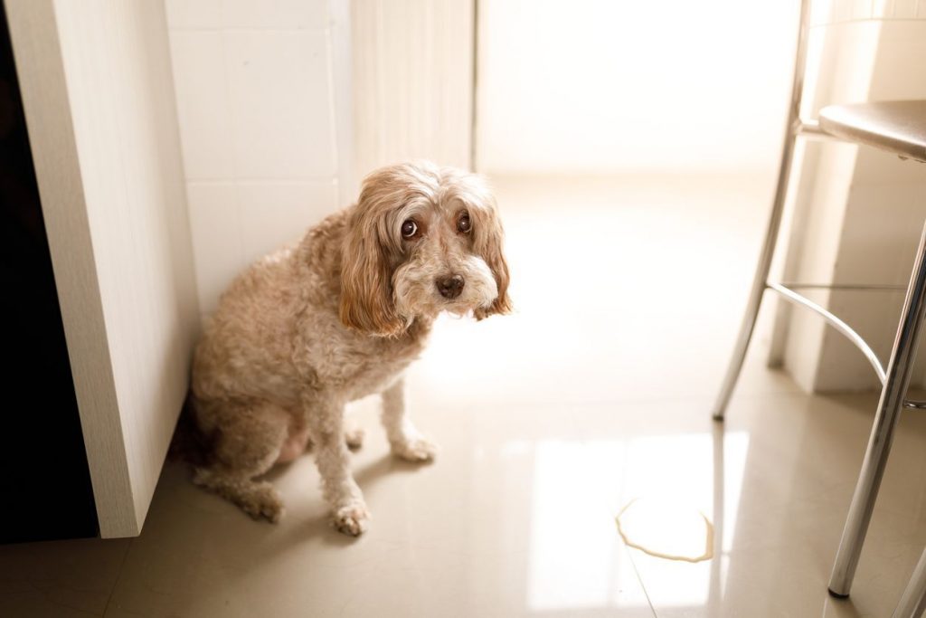 How to Prevent Dogs from Peeing Inside the House: Effective Strategies and Tips