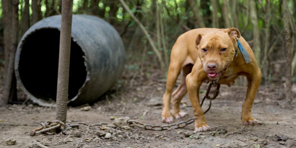 The Dark Reality: Exploring the Cruel Motivations behind Dog Fighting