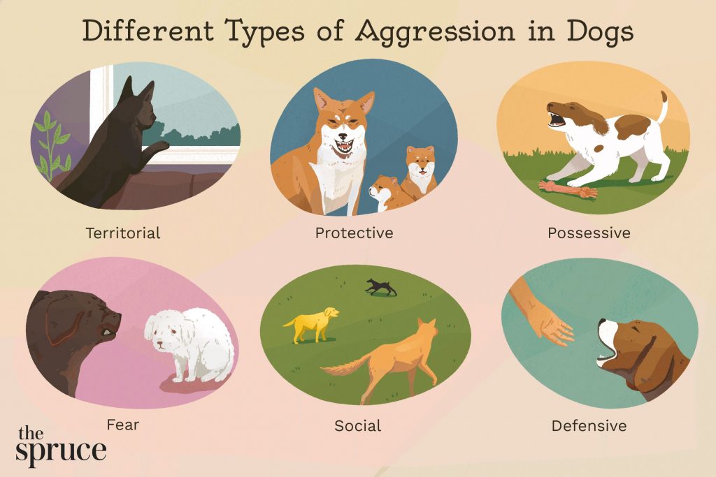 Building a Strong Bond: Effective Ways to Train Dogs for Confidence and Assertiveness