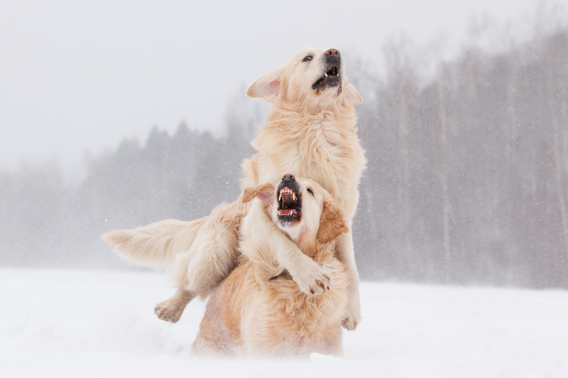 Why Dogs Love to Play: The Natural Instinct Behind Their Playful Behavior