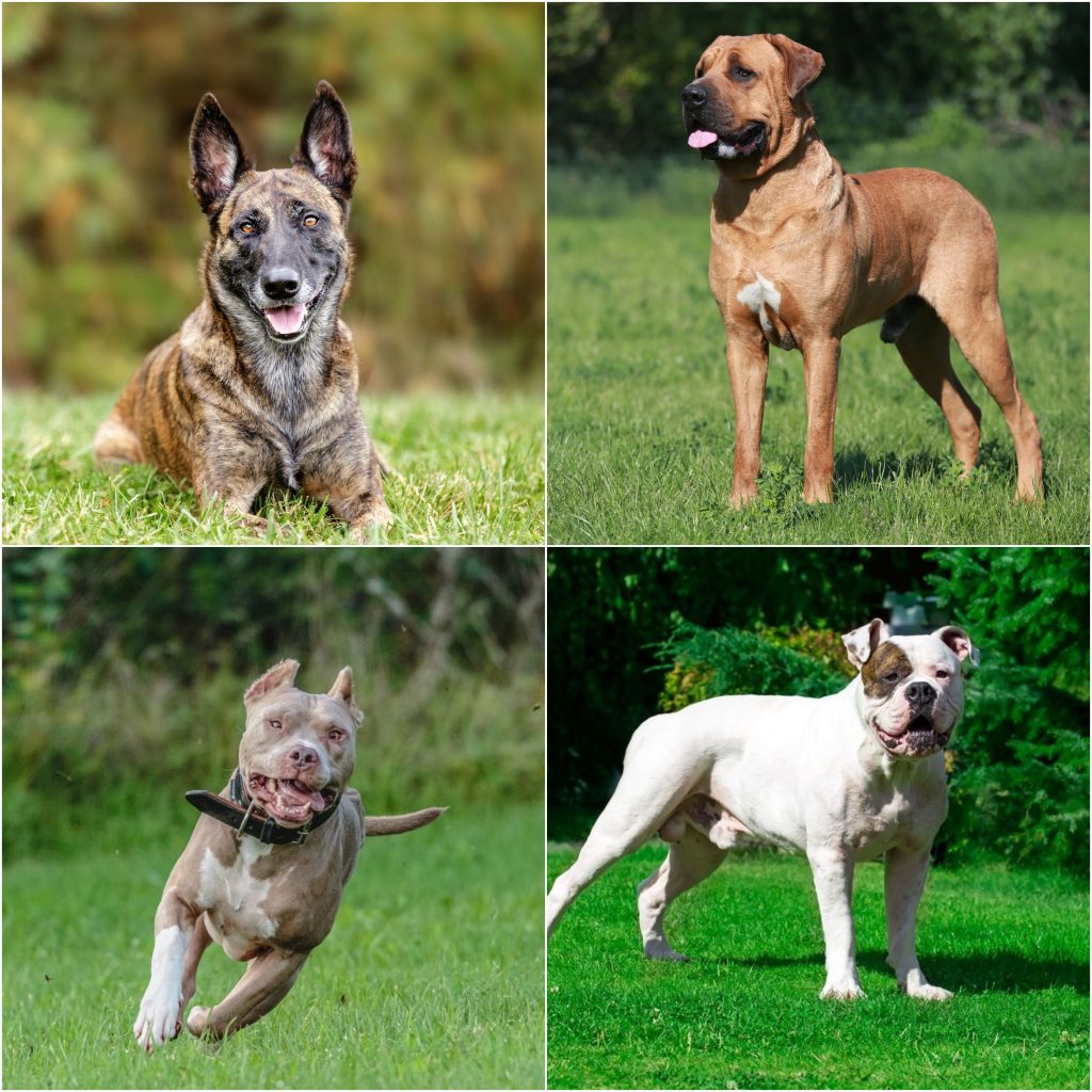 Unveiling the Dog Breed with the Most Powerful Bite: A Closer Look at Canine Jaw Strength