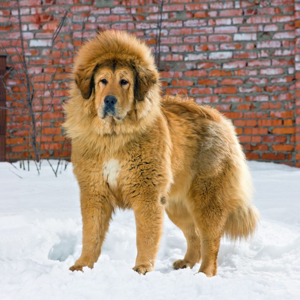 The Majestic Dog Breed Resembling a Lion: A Closer Look at its Appearance