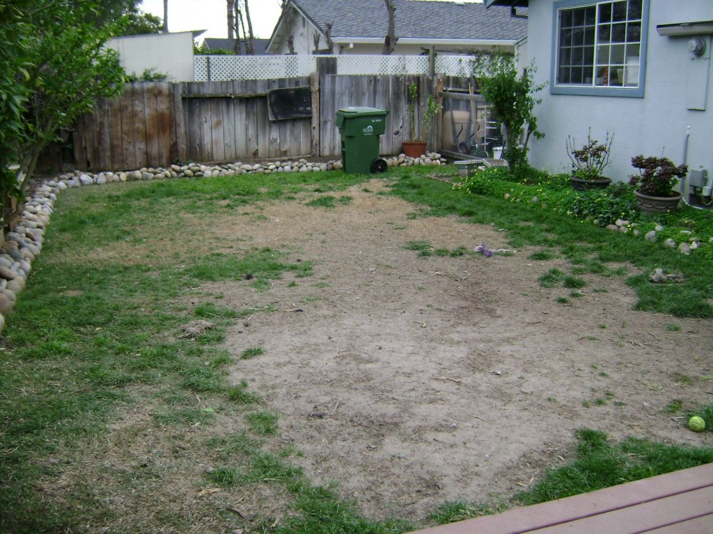 Exploring Low-Maintenance Grass Alternatives for Your Dog-Friendly Yard