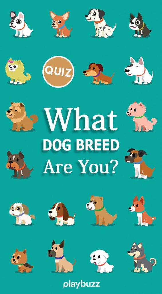 Find Your Perfect Canine Match: Take this Fun Quiz to Which Dog Breed Best Fits Your Personality!