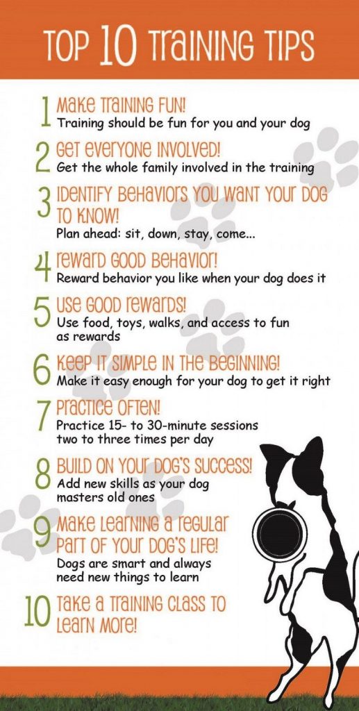 Proven Techniques for Successful Dog Training: A Comprehensive Guide for Paw-sitive Results