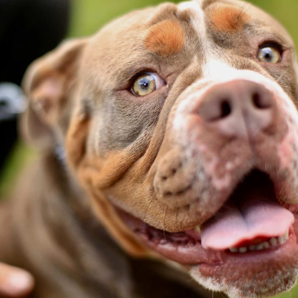 The Controversial List: Dog Breeds Facing Bans for Safety Concerns