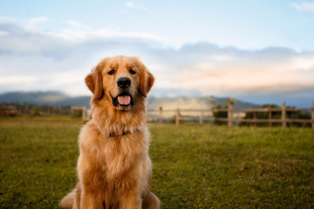 Finding Your Perfect Canine Companion: Exploring the Best Breeds for Your Lifestyle