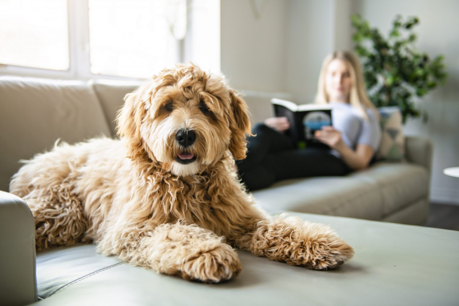 The Top Dog Breeds That are Hypoallergenic and Odorless