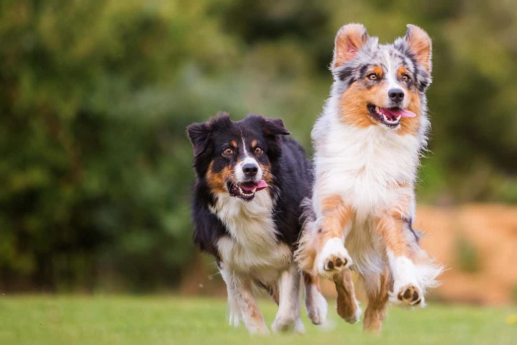 How to Successfully Train and Bond with Your New Canine Companion