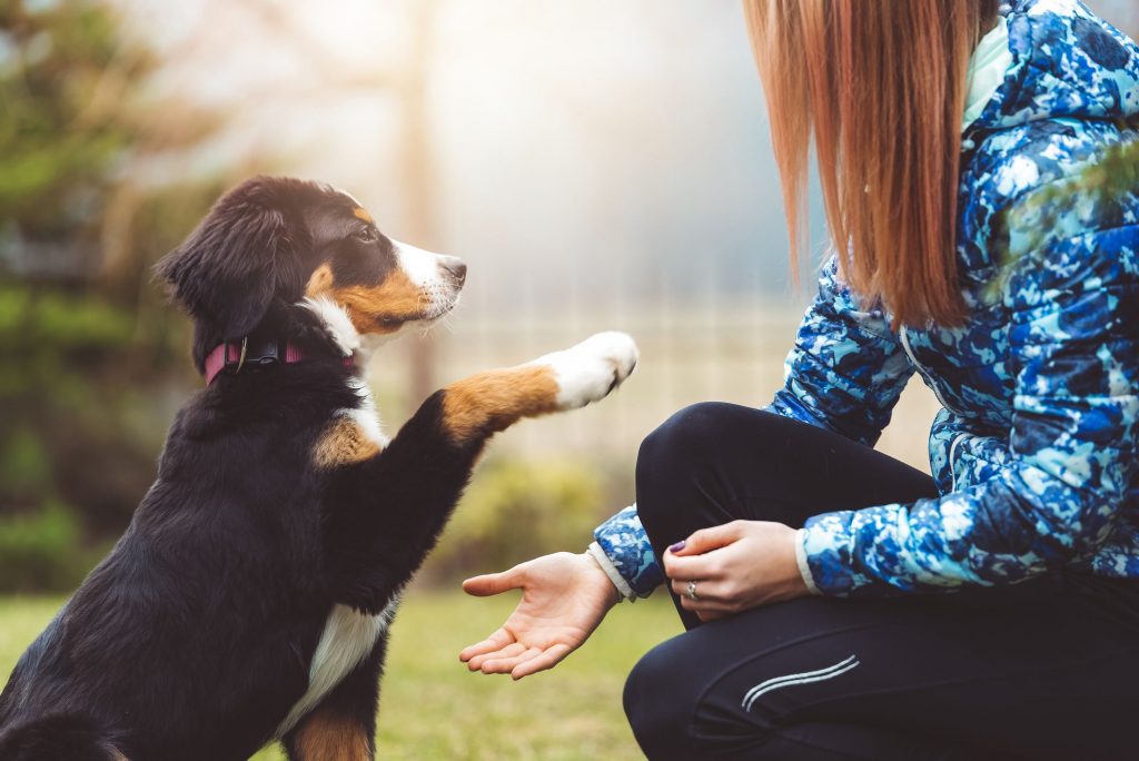 The Essential Guide to Successful Puppy Training: Expert Tips and Tricks for a Well-Behaved Pup