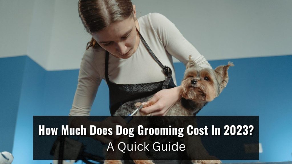 How Much Does Dog Grooming Cost: A Complete Guide for Pet Owners