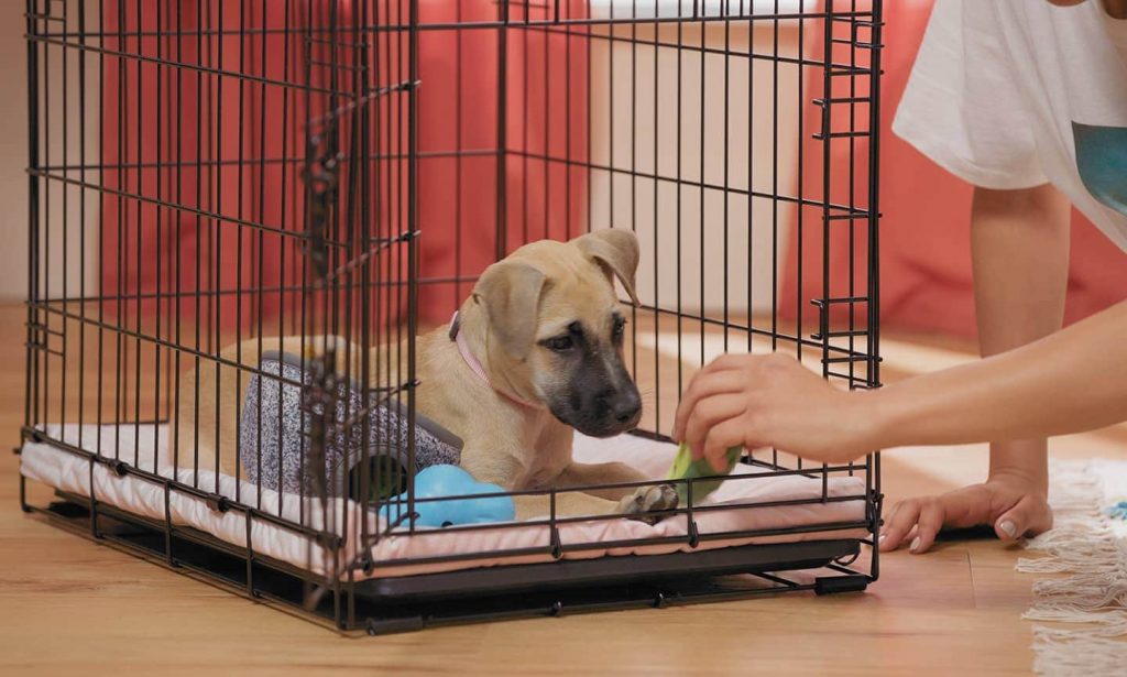 The Benefits and Step-by-Step Guide to Effective Dog Crate Training