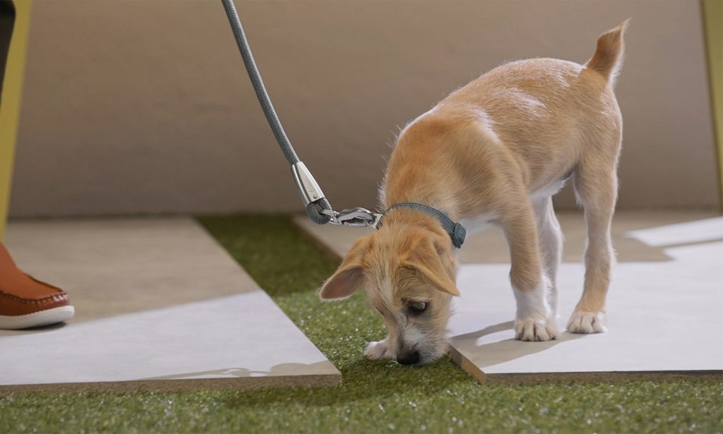 Why is my Dog Not Learning Proper Toilet Training?