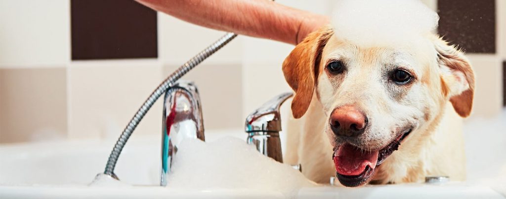 Keeping Your Furry Friend Fresh: Expert Tips to Prevent Dog Odor Naturally