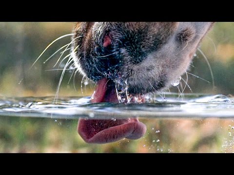 The Simple and Effective Technique to Encourage your Dog to Stay Hydrated