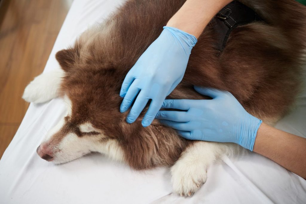 How to Safely Check Your Dog for Ticks: A Step-by-Step Guide