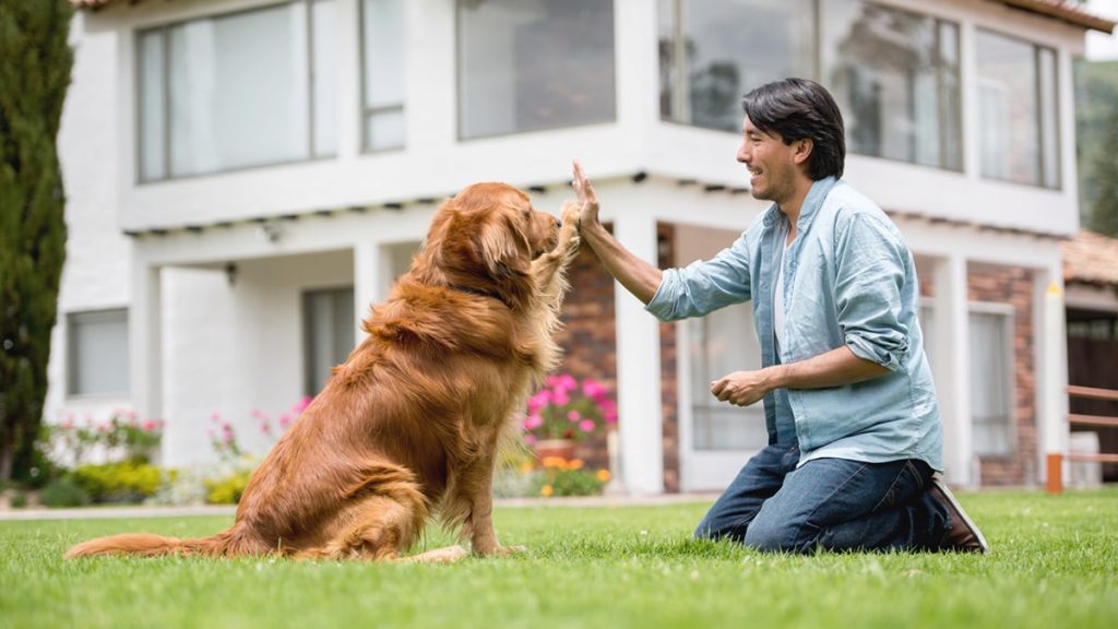 The Top Strategies for Effective Golden Retriever Training