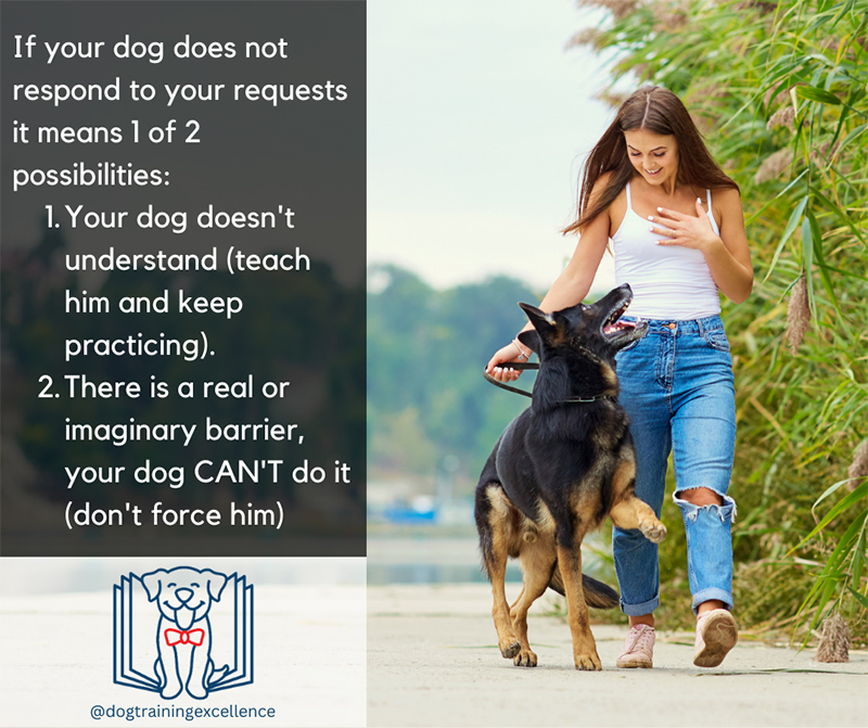 Why isn't my dog responding to training? Tips to improve your pup's obedience