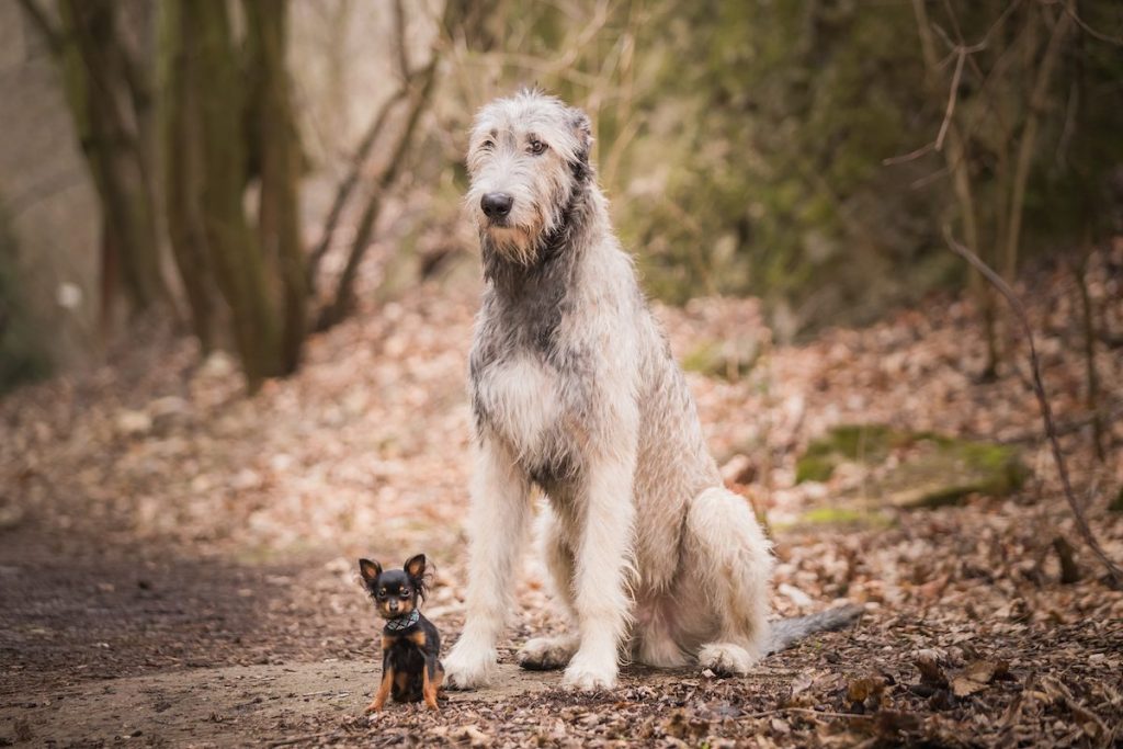 Understanding Breed Restrictions: Commonly Restricted Dog Breeds and Their Policies