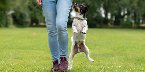 How to Train Your Dog to Stop Jumping: Effective Techniques for a Well-Behaved Pet