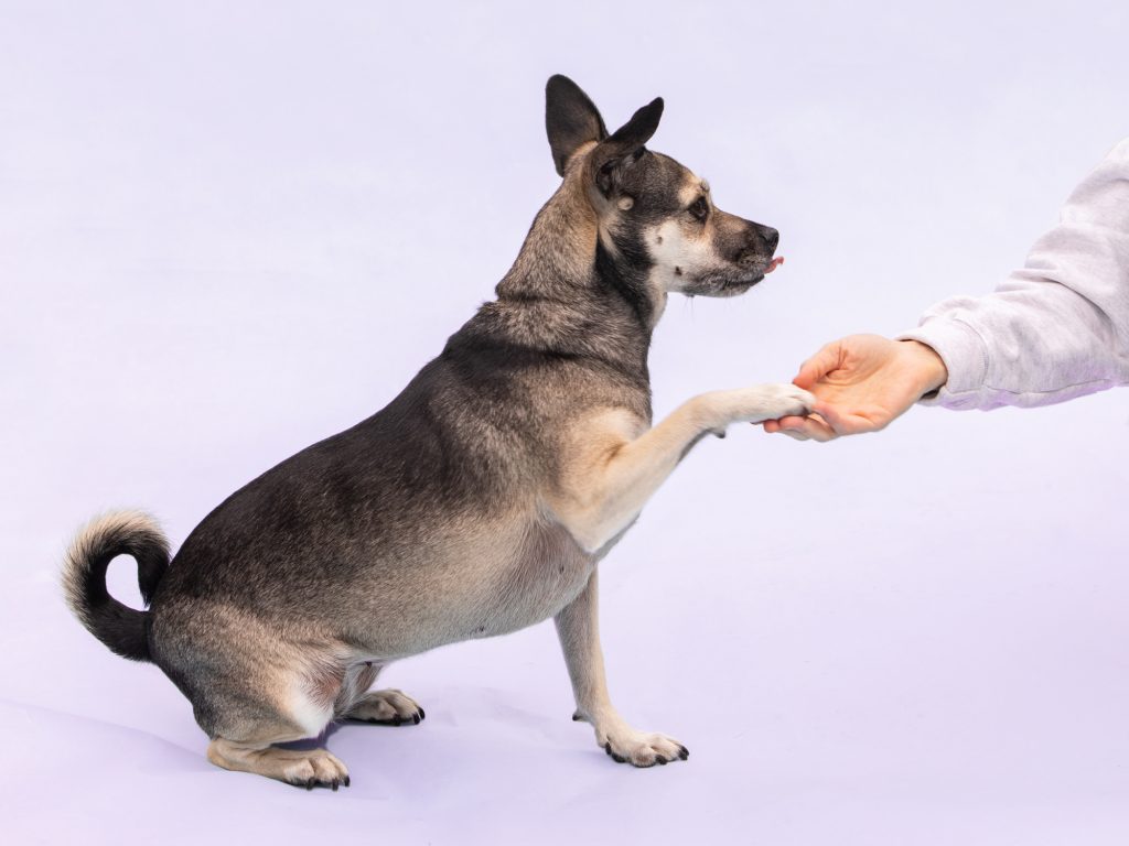 The Essential Guide to Successful Dog Training: Expert Tips and Techniques for a Well-Behaved Pet