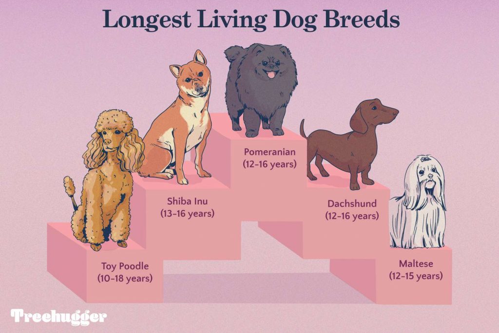 What Dog Breed Has the Longest Lifespan: Unveiling the Secret to Canine Longevity